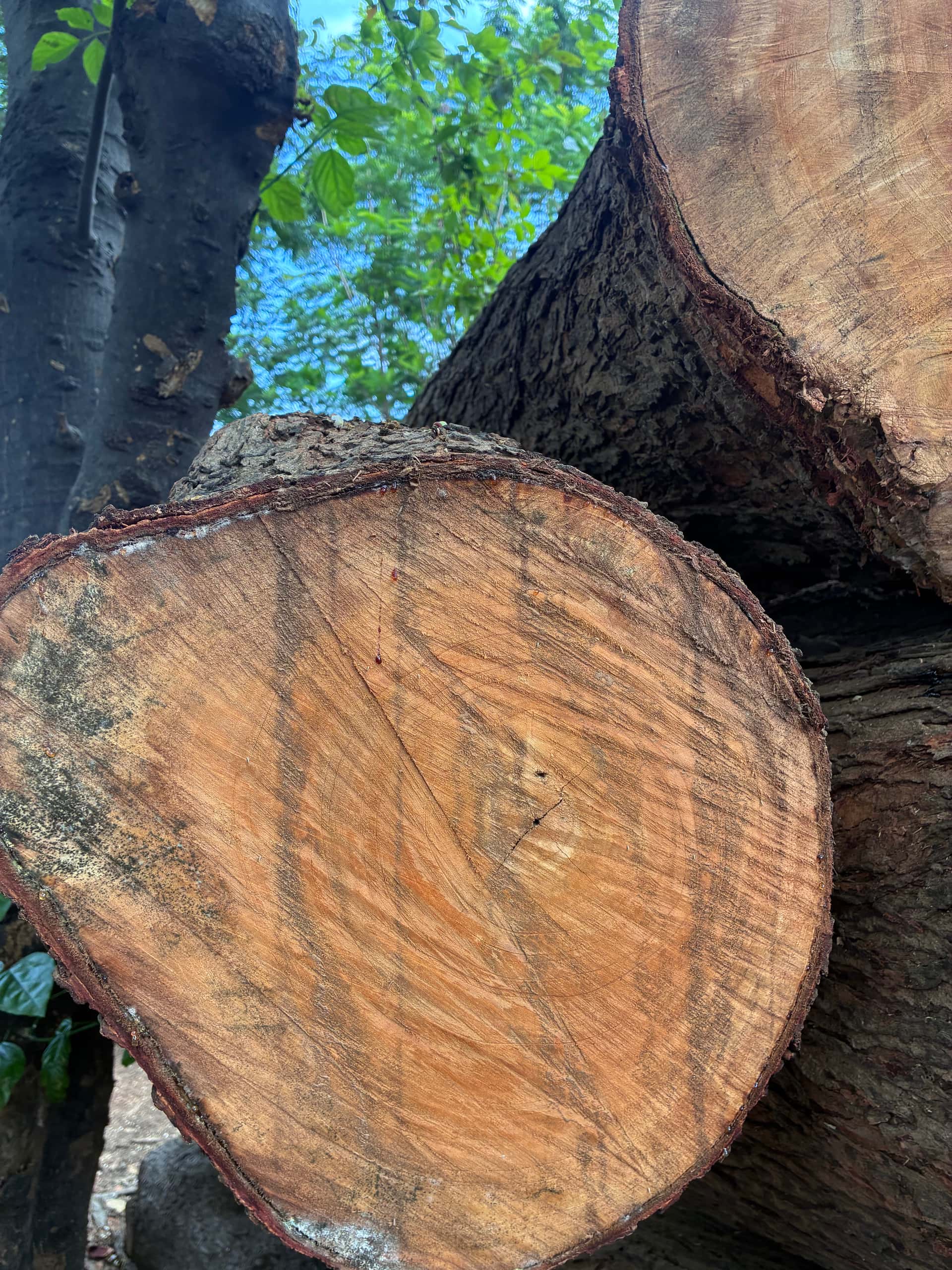 Babuca Wood — Thumma