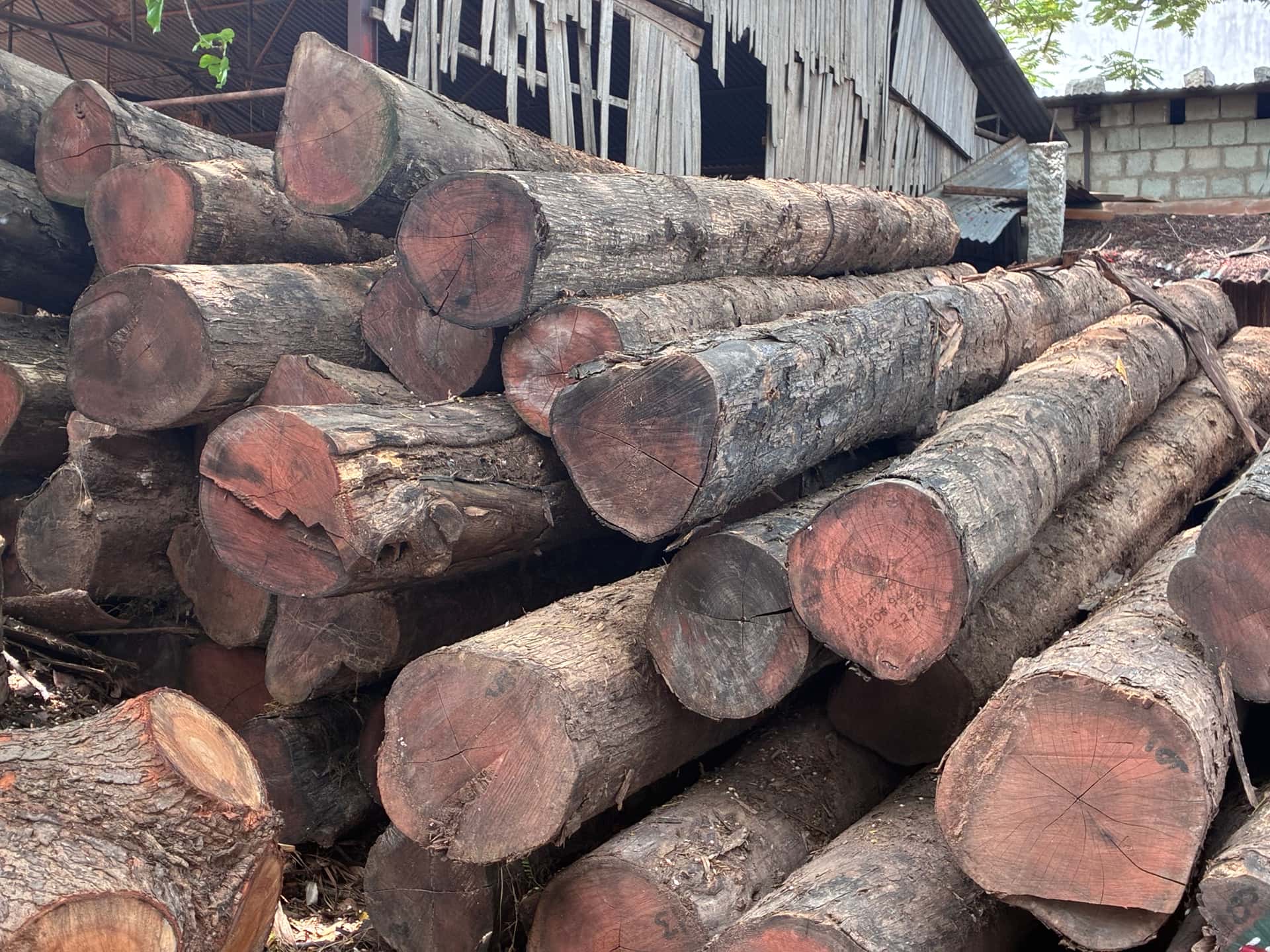Palash Wood — Balasha