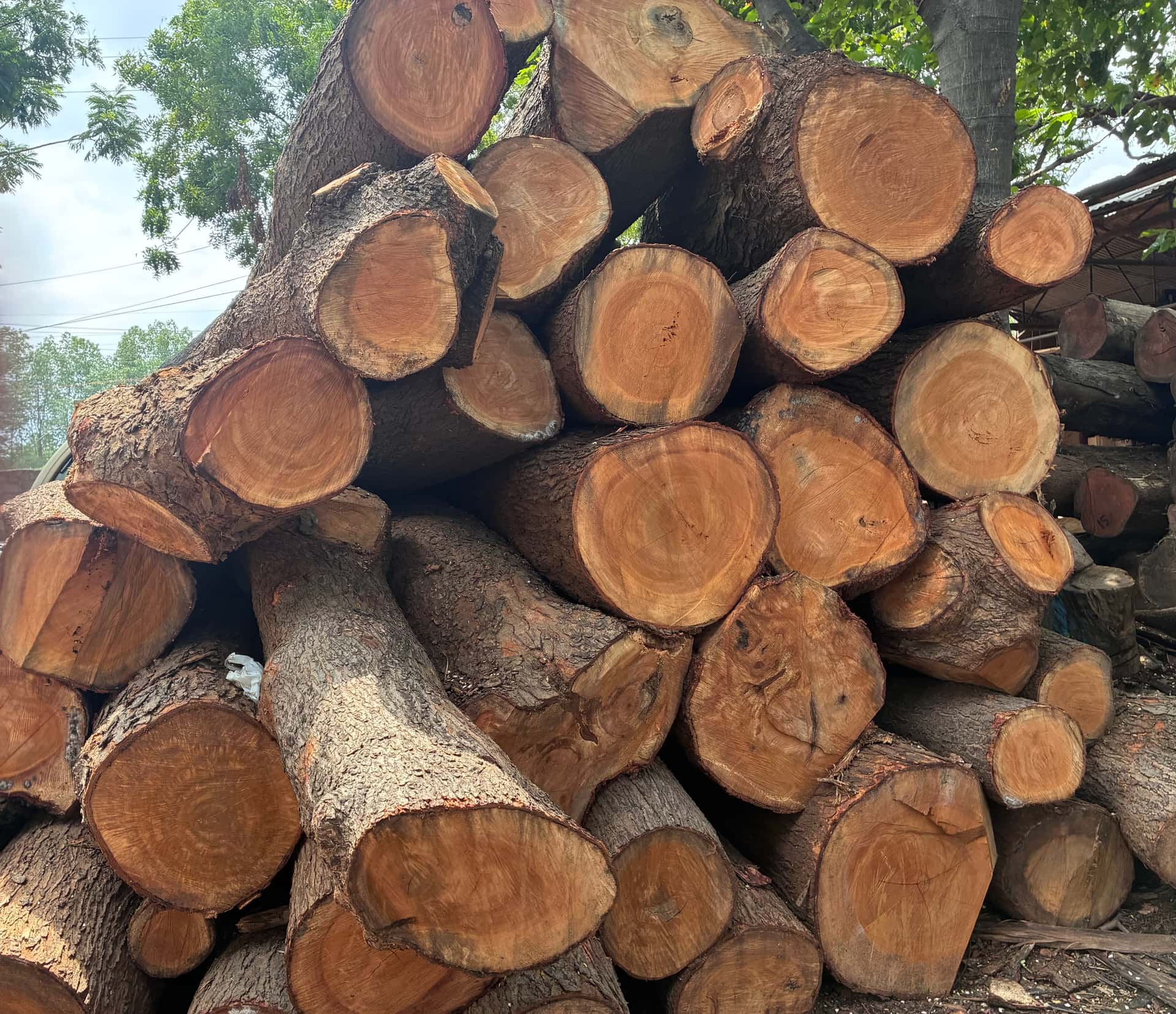 Jamun Wood — Neredu