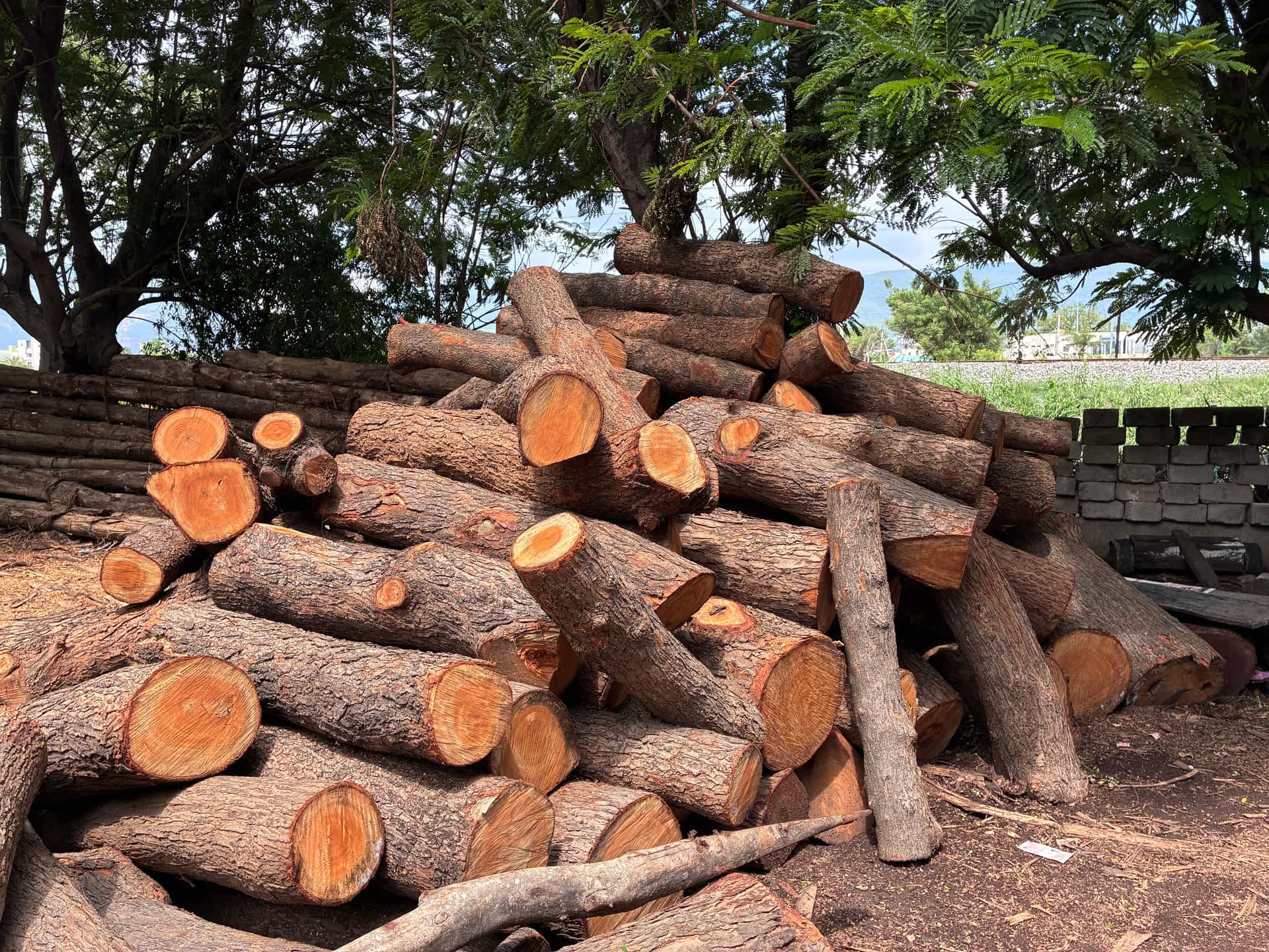 Neem Wood — Vepa