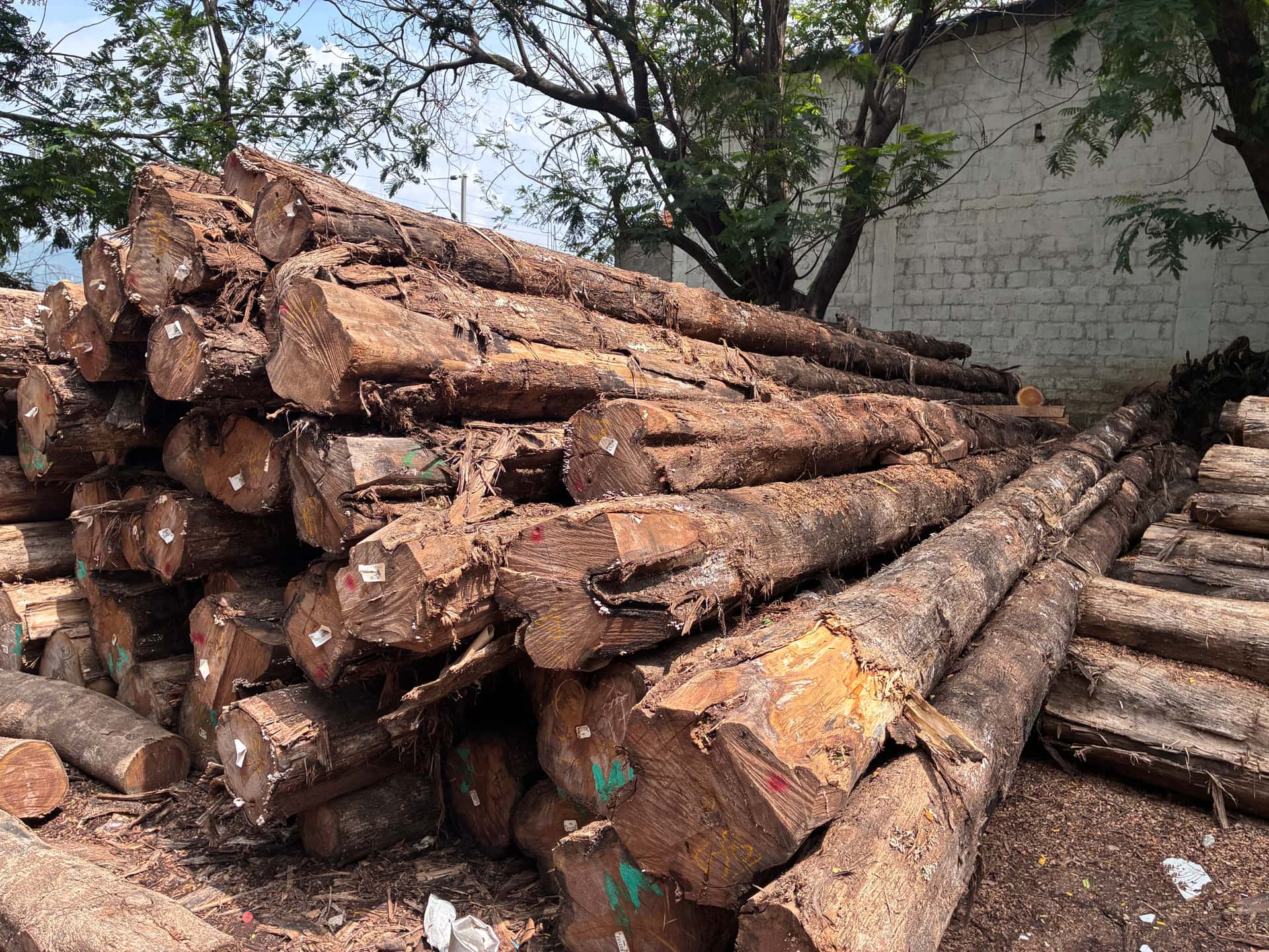 Teak Wood — Sagwan